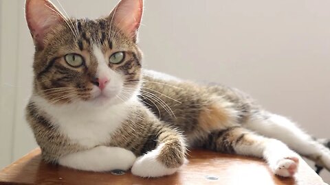 Sweet Cat Looks Around