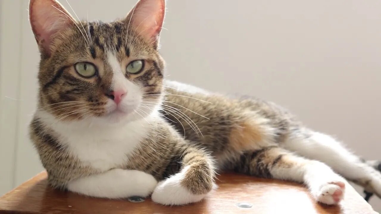 Sweet Cat Looks Around