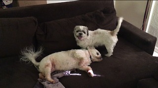 Shelter dog is so gentle when playing with her sister