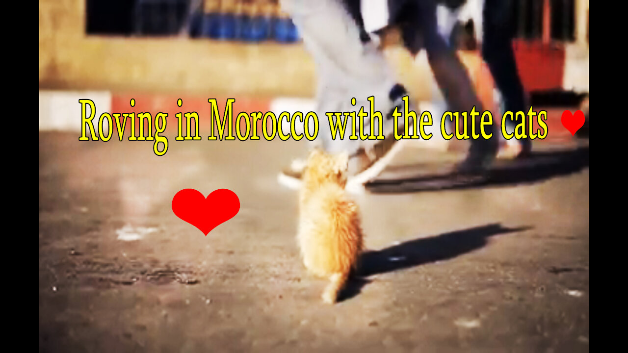 Roving in Morocco with the cute cats ❤️