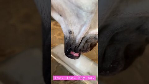 Ice 🧊 for a hot day! #love #happy #shortsvideo #dogs #like #dog #amazing #viral #kids #doglover