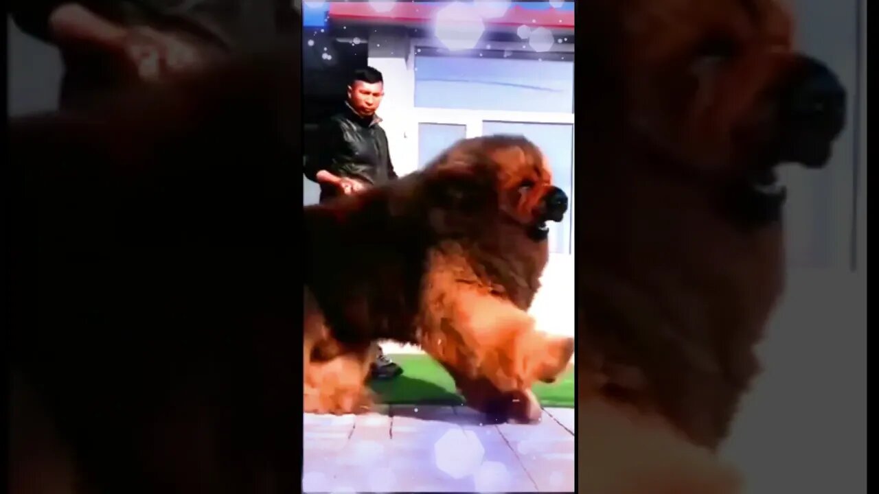 Largest Dog in the World 2023 | Top 10 Largest Dog in the World 2023 | Animal Vised