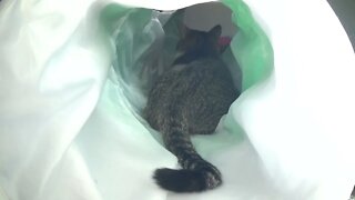 Angry Cat Talks with His Tail