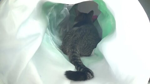 Angry Cat Talks with His Tail