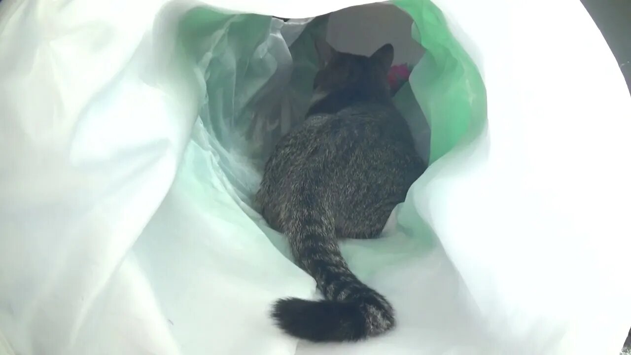 Angry Cat Talks with His Tail