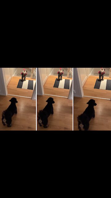 Adorable puppy hilariously barks at Santa Claus toy