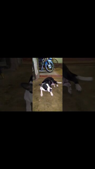 Gundey ka dil #shorts