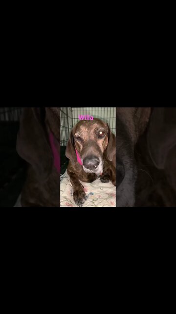 [Shorts 0112] WILLA [#dogs #doggos #doggies #puppies #dogdaycare]