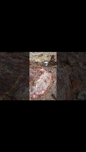 petrified Christmas trees