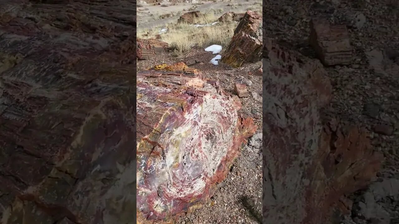 petrified Christmas trees