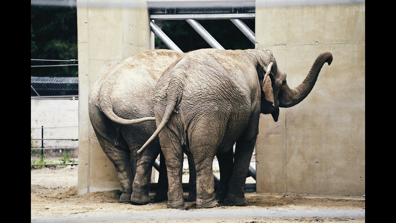 baby elephant walking with his pregnant stepmother