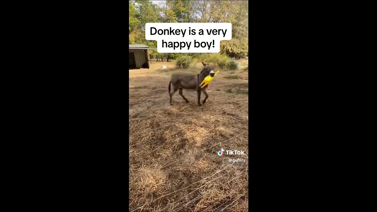 Donkey Loves Screamin' Chicken Toy