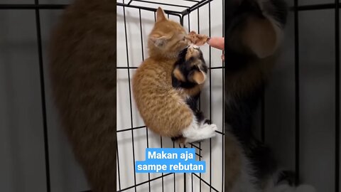 kucing comel mau makan rebutan #short #kucinglucu #kucingmeong #kucingimut