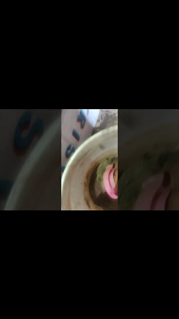 Goldiggers702 DIY Gold High banker recirculating sluice box