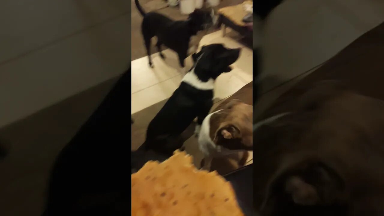 The Bulls Eating Breakfast