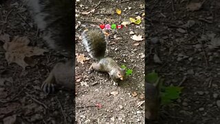 Oh, gosh! You scared me. 😱 | Cute Squirrel | Riverwood Conservancy | Mississauga, ON 🇨🇦