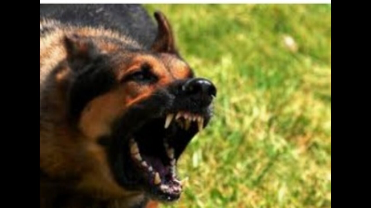 HOW TO TRAIN YOUR DOG TO BE AGGRESSIVE AND OBEDIENT.