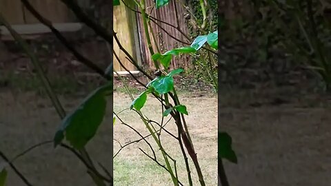 a squirrel and 2 pigeons going about their day