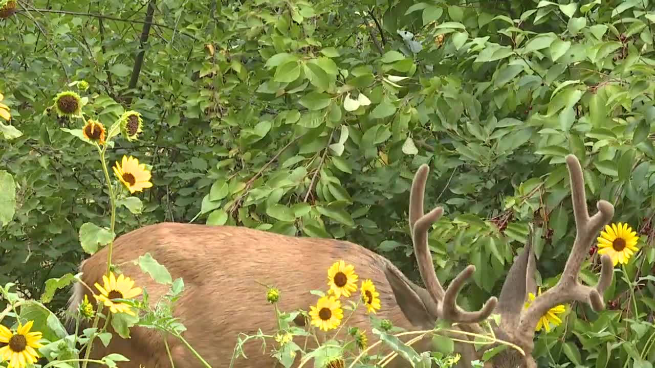 MK Nature Center mule deer