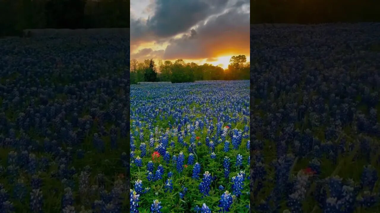 These flowers are called blue nets and they are the official flower of Texas 💙