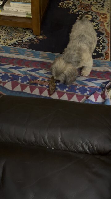 CC the Shorkie gets the bone from a porterhouse steak