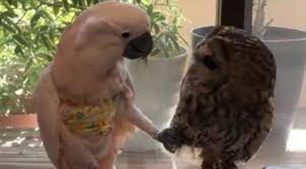 Funny Parrot vs Owl | Parrot Playing with Owl | Very Funny Video