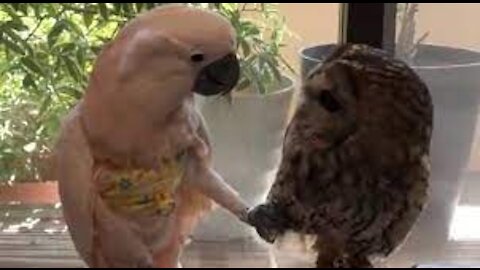 Funny Parrot vs Owl | Parrot Playing with Owl | Very Funny Video