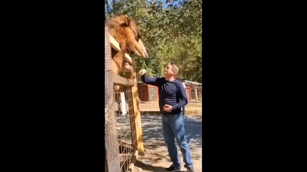 Funny Animal video