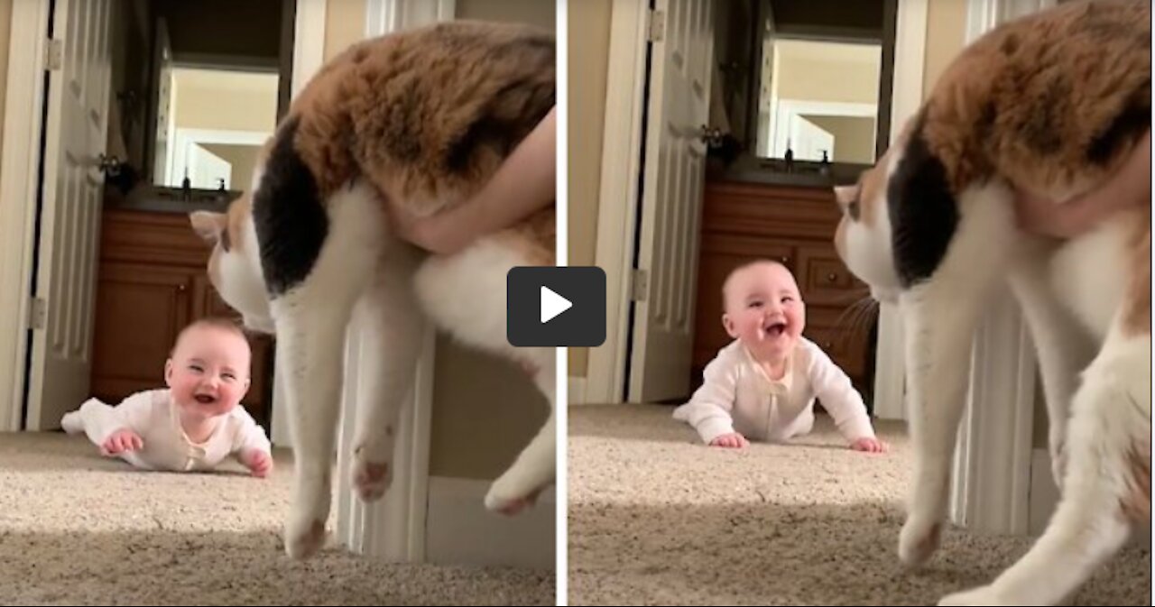 Baby and cat play the most precious game of peekaboo ever | cute baby funny video |