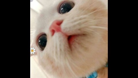 funny and entertaining cats the funniest kittens on the channel