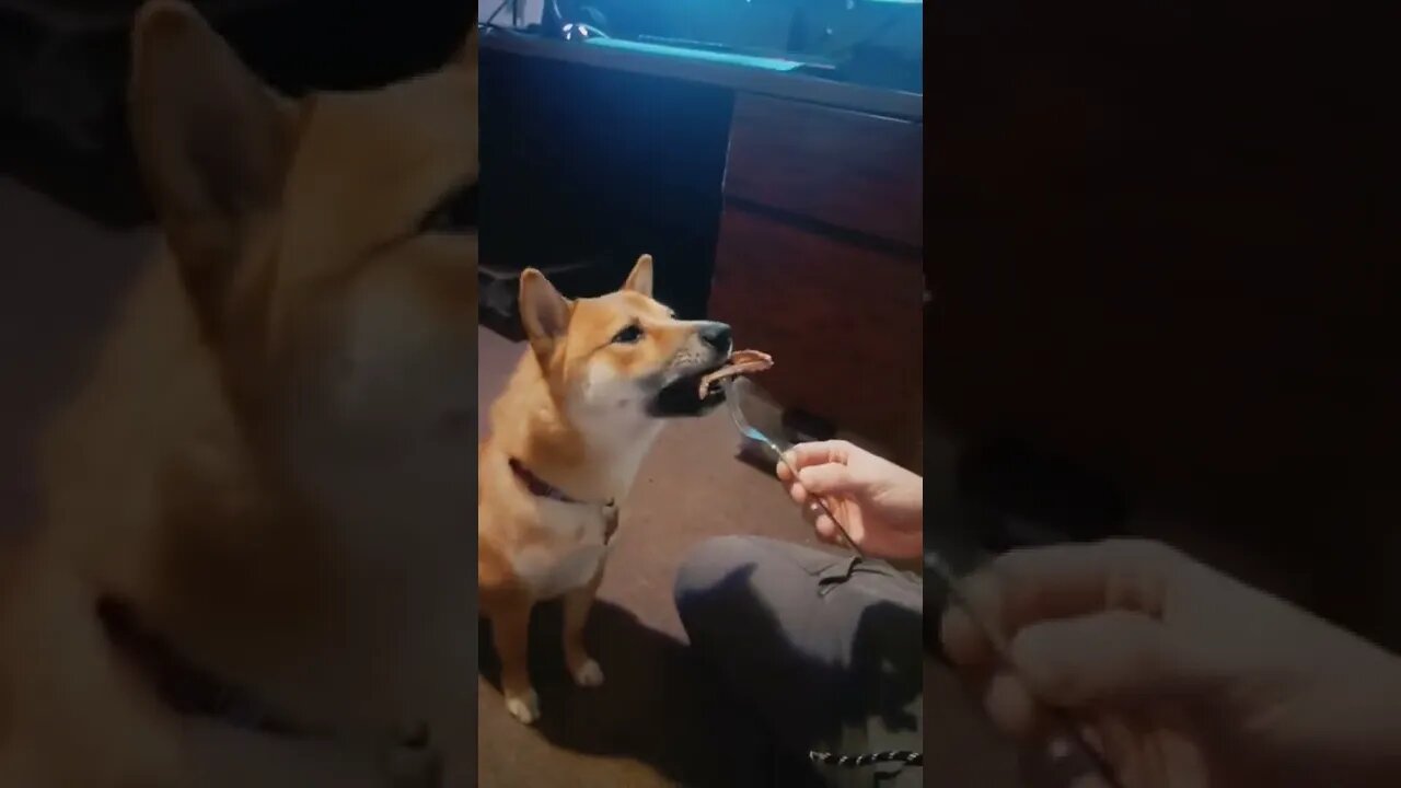 Doge eats a yummy steak!