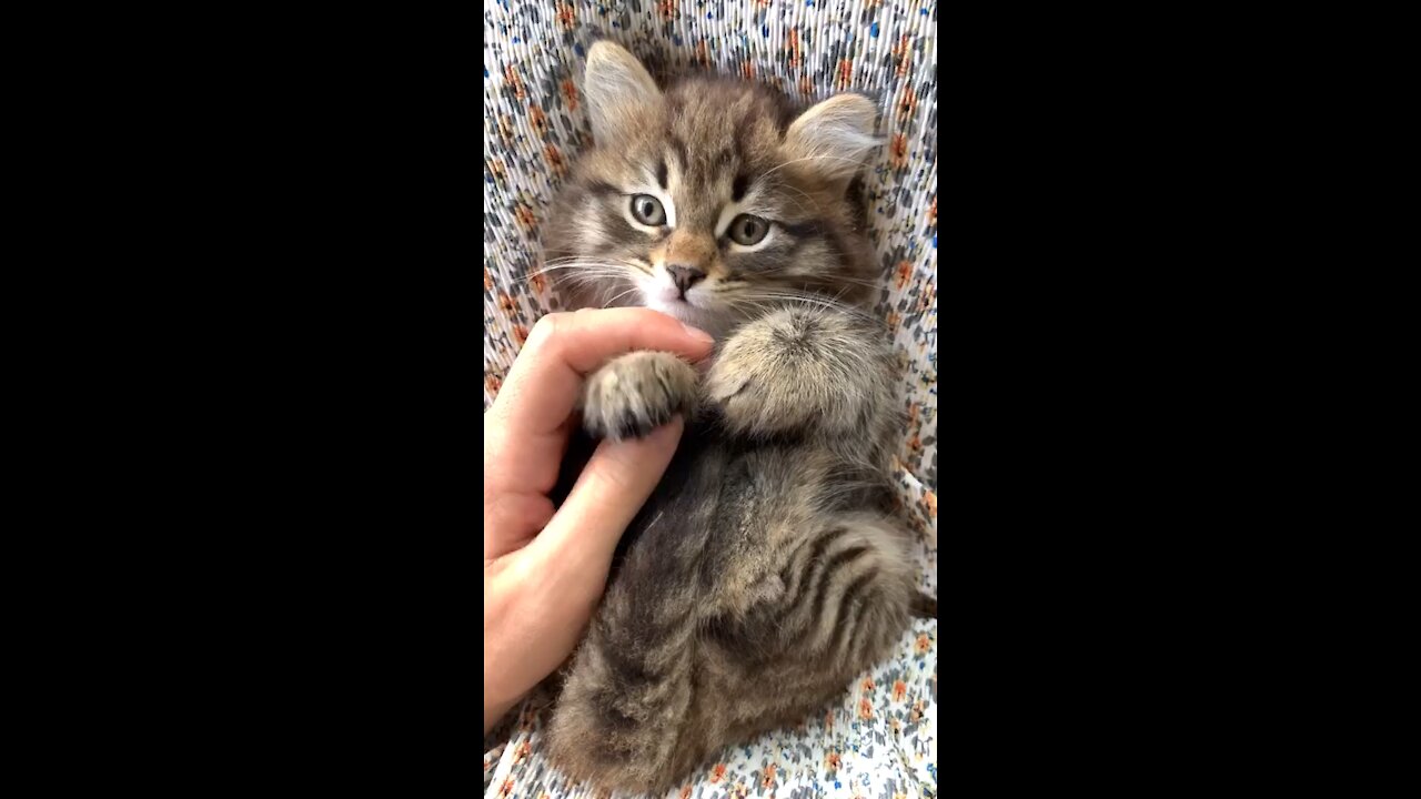 Cute cat videos