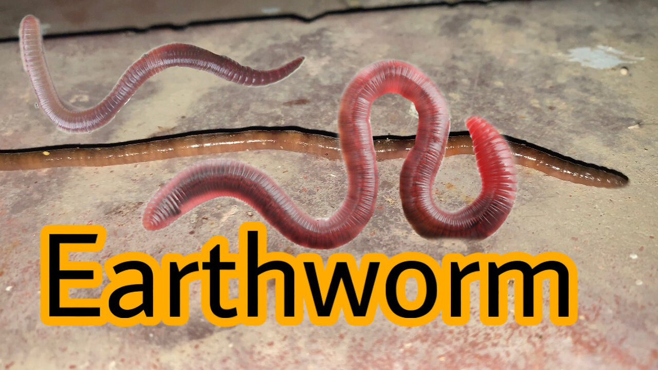 Earthworm