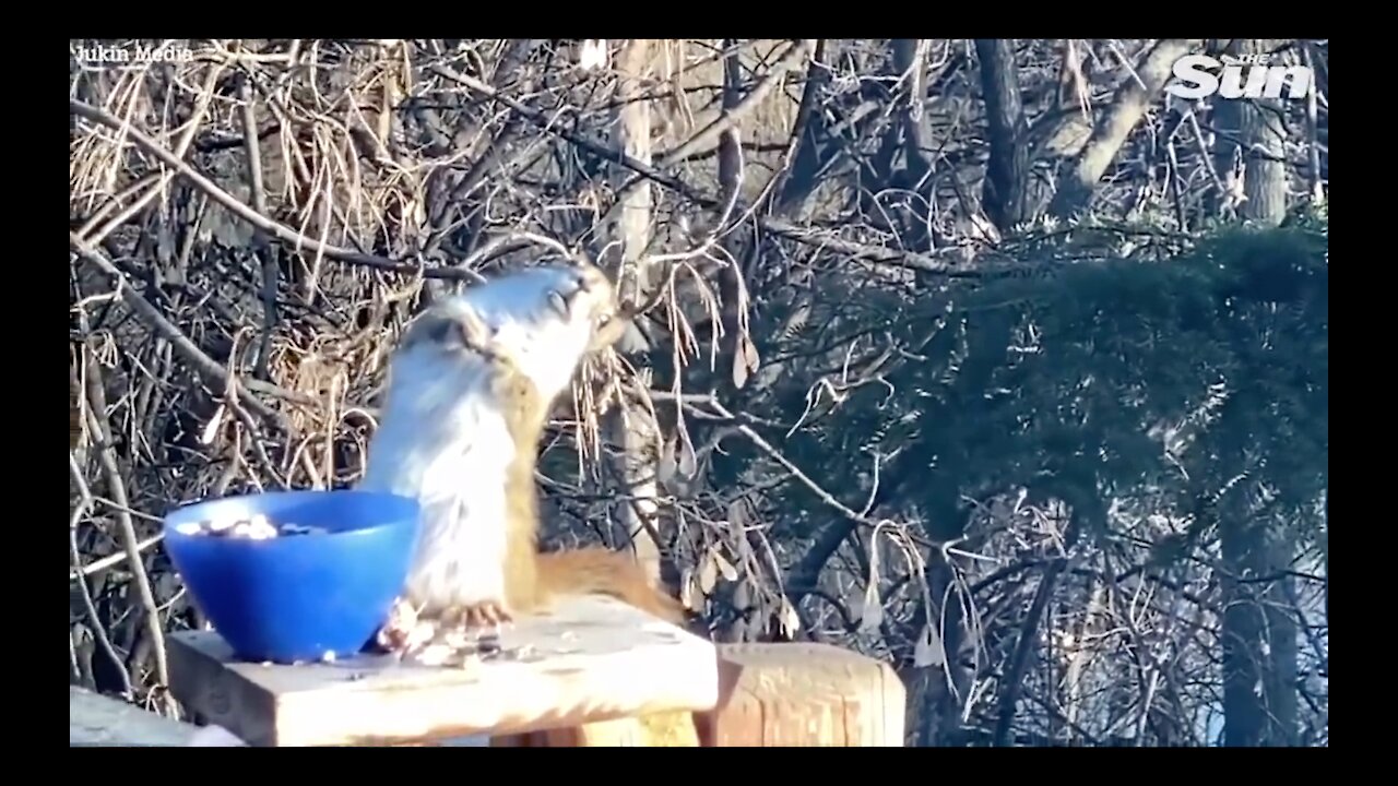 [WEIRD] Squirrel gets DRUNK eating fermented pears