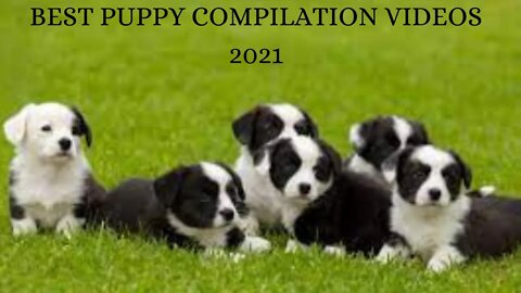 💖💖💖BEST PUPPY COMPILATIONS VIDEOS 2021💖💖💖......#SHORTS