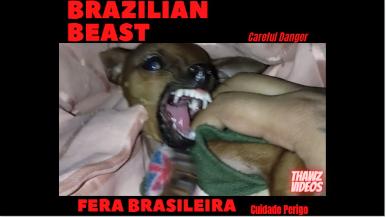 Funniest And Cutest Dogs And Cats Funny Animals 2021 SMILE WITH THEM CARE BRAZILIAN Beast. ThawZ