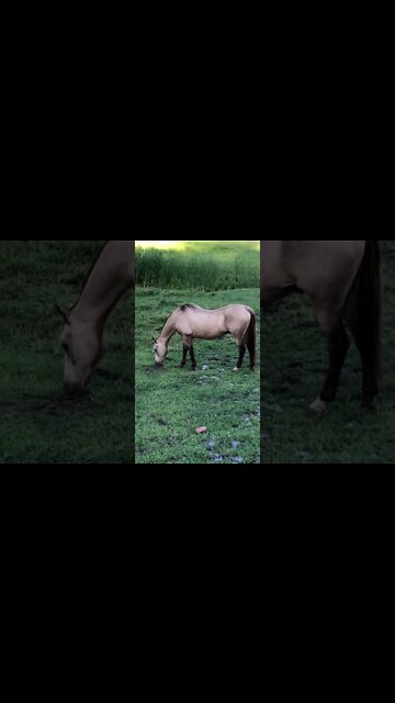 Arthur the rescue horse is almost at his goal weight!