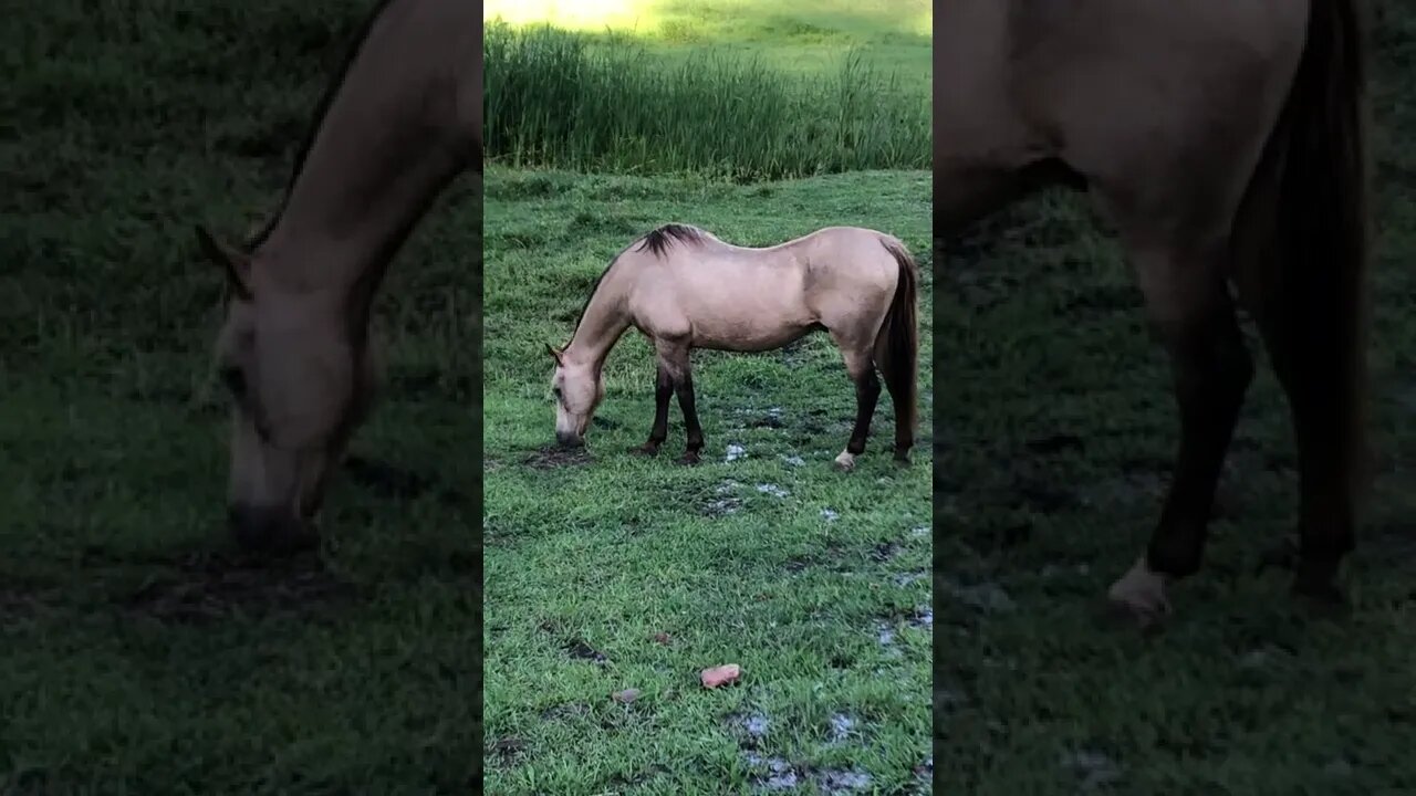 Arthur the rescue horse is almost at his goal weight!