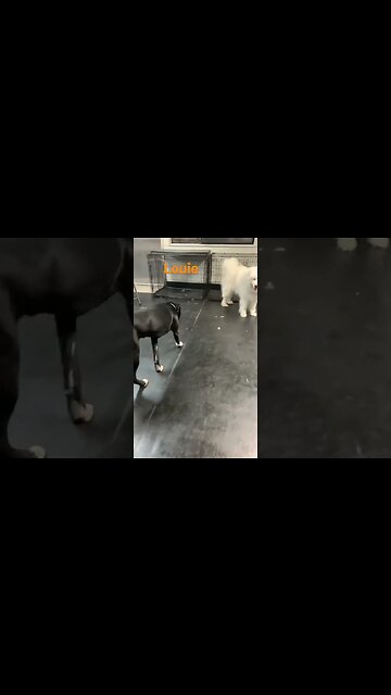 [Shorts 0081] LOUIE [#dogs #doggos #doggies #puppies #dogdaycare]