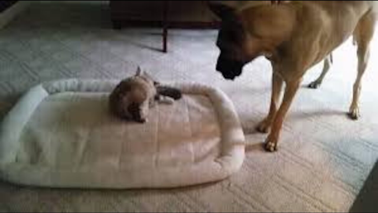 cat steals the dogs bed