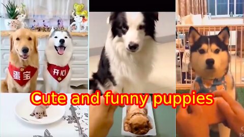 Cute puppies🐶, funny funny video 🤣🤣