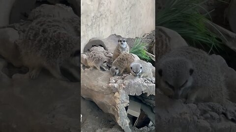 The Meerkat Mob #shorts #meerkat #mob #zoo #animal #enterthecronic #calgary