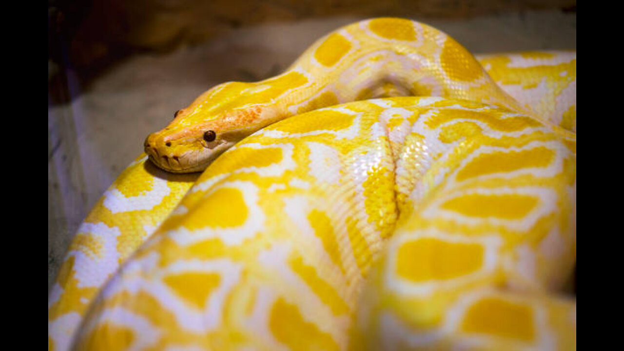 BURMESE PYTHON