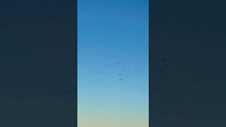 Canadian Geese Migrating for the Winter