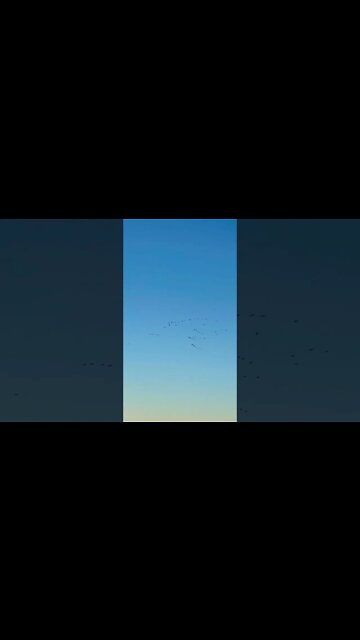 Canadian Geese Migrating for the Winter