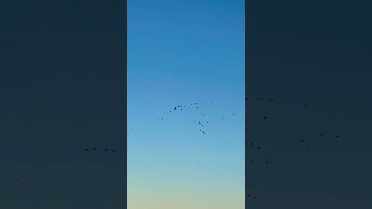 Canadian Geese Migrating for the Winter