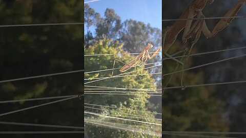 You need to see this - praying mantis chilling on fishing line #shorts