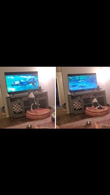 Pup Tries To Join Pack Of African Wild Dogs On TV
