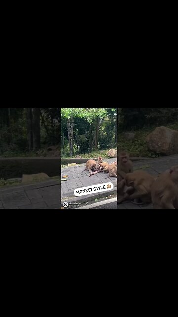 Monkey style at #monkeyhill