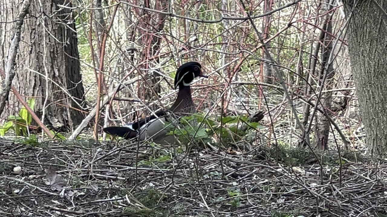 Wood Ducks male